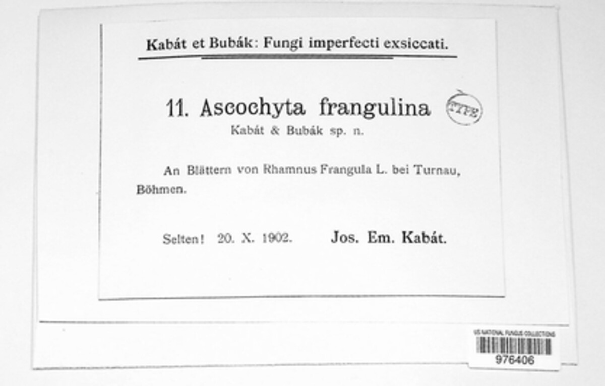 Ascochyta frangulina image
